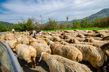 Tilted view of sheared sheep on rural road with a car trying to pass. One sheep is looking at the...