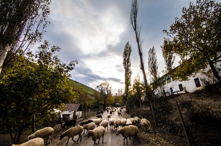 Tilted view of sheared sheep on rural road with a car trying to pass. One sheep is looking at the...