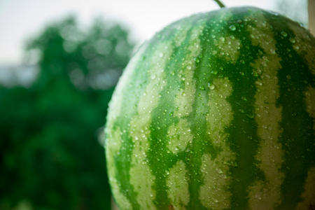 Green watermelon close up. Selective focusの写真素材