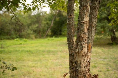 tree with moss on roots in a green forest or moss on tree trunk. Tree bark with green moss. Azerbaijan nature. Selective focus.の写真素材