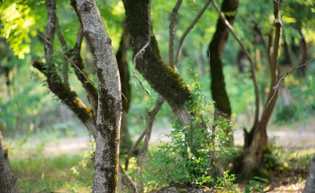 tree with moss on roots in a green forest or moss on tree trunk. Tree bark with green moss. Azerbaijan nature. Selective focus.の写真素材