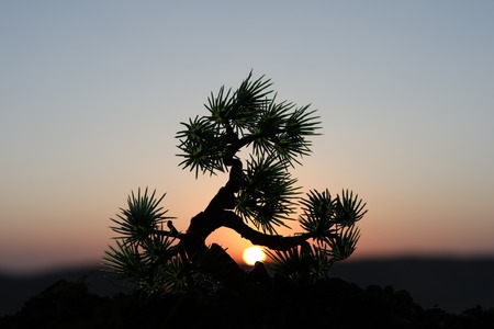 Close up view of decor tree on sunset. Bonsai tree. Selective focus