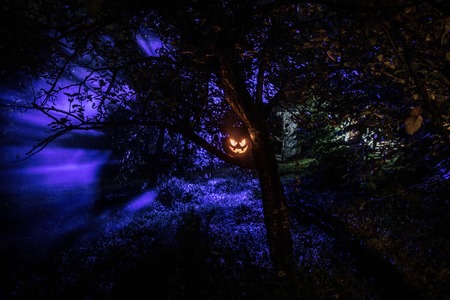 Pumpkin Burning In Forest At Night - Halloween Background. Scary Jack o Lantern smiling and glowing...
