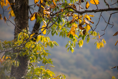 Forest trees in Autumn. Scenery with rays of warm light . Azerbaijan. Selective focusの写真素材