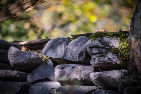 Cracked bark of the old tree overgrown with green moss in autumn forest. Selective focusの写真素材