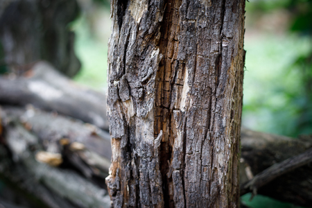 Cracked bark of the old tree overgrown with green moss in autumn forest. Selective focusの写真素材