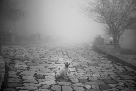 wild puppy small dog sitting on stone floor. Outdoor winter foggy weather. Little homeless dog. Selective focusの写真素材