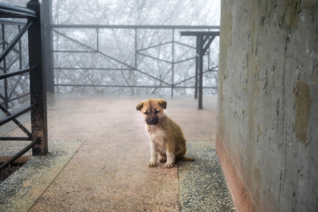 wild puppy small dog sitting on stone floor. Outdoor winter foggy weather. Little homeless dog. Selective focusの写真素材