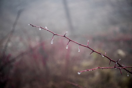 Mysterious dark autumn forest in fog with orange leaves, road, trees and branches. Blurred backgroundの写真素材