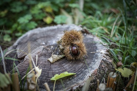 Detail Collection of ripe chestnuts close up. Outdoor shot. Chestnuts on the stump in the autumn. Sweet fresh chestnut. Food backgroundの写真素材