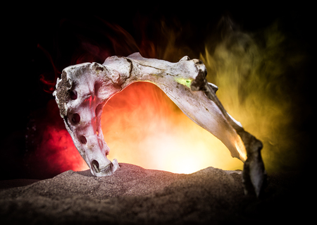 Animal bone in dark Halloween night with fog and light on background / Selective focus and space for...