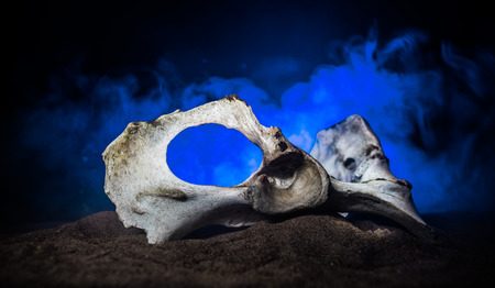 Animal bone in dark Halloween night with fog and light on background / Selective focus and space for...
