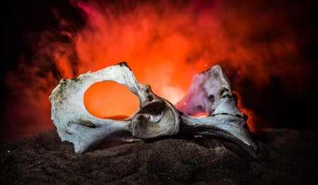 Animal bone in dark Halloween night with fog and light on background / Selective focus and space for text. Abstract horror conceptの写真素材