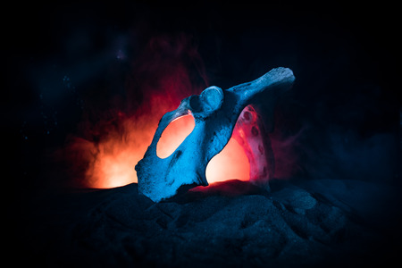 Animal bone in dark Halloween night with fog and light on background / Selective focus and space for text. Abstract horror conceptの写真素材