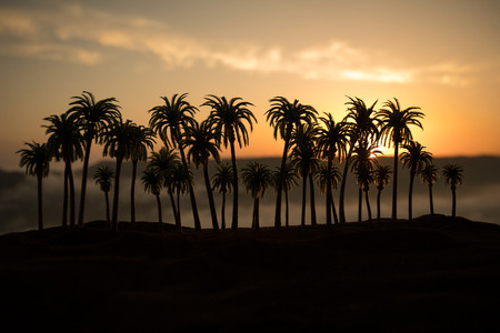 Tropical palm coconut trees on sunset sky nature background. Silhouette coconut palm trees on beach at sunset. Selective focusの写真素材