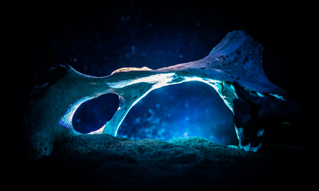 Animal bone in dark Halloween night with fog and light on background / Selective focus and space for text. Abstract horror conceptの写真素材