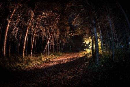 magical lights sparkling in mysterious forest at night. Pine forest with strange light. Long...