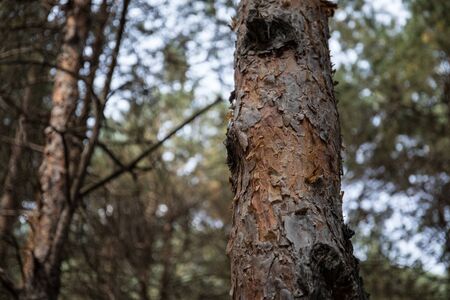 Bark of Pine Tree close up. Beautiful pine forest at summer time. Selective focusの写真素材