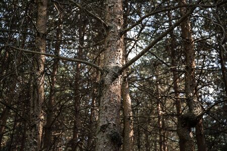 Bark of Pine Tree close up. Beautiful pine forest at summer time. Selective focus