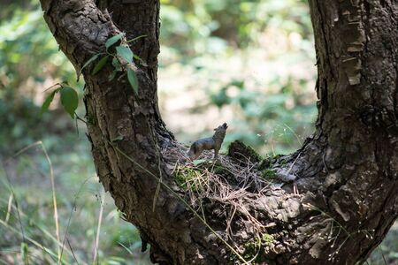 Howling wolf in the forest. Mini wolf figure. Wild animal concept. Selective focusの写真素材