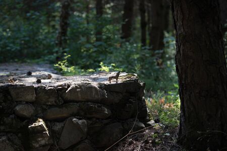 Howling wolf in the forest. Mini wolf figure. Wild animal concept. Selective focusの写真素材