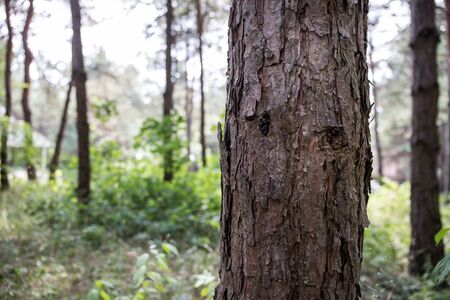 Bark of Pine Tree close up. Beautiful pine forest at summer time. Selective focusの写真素材