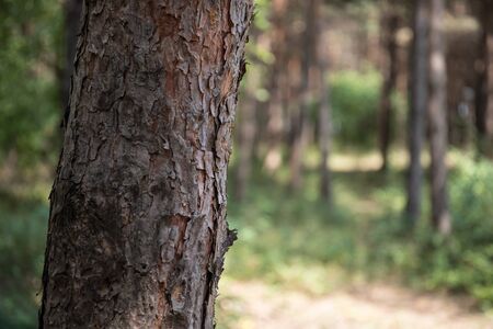 Bark of Pine Tree close up. Beautiful pine forest at summer time. Selective focus