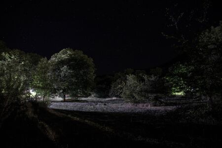 Magical lights sparkling in mysterious forest at night. Pine forest with strange light. Long exposure shotの写真素材