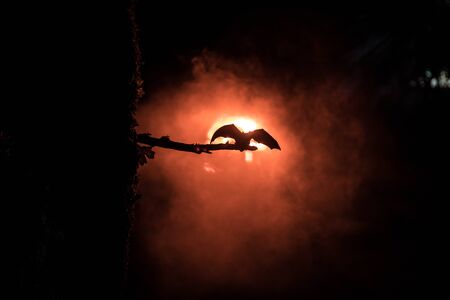 Scary dark forest. Horror Halloween concept. The bat is spreading its wings sitting on the tree at...