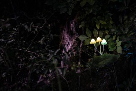 Fantasy glowing mushrooms in mystery dark forest close-up. Beautiful macro shot of magic mushroom or...