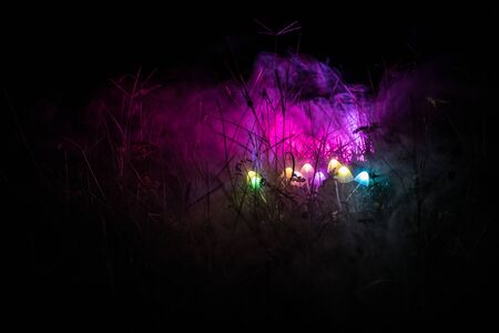 Fantasy glowing mushrooms in mystery dark forest close-up. Beautiful macro shot of magic mushroom or...