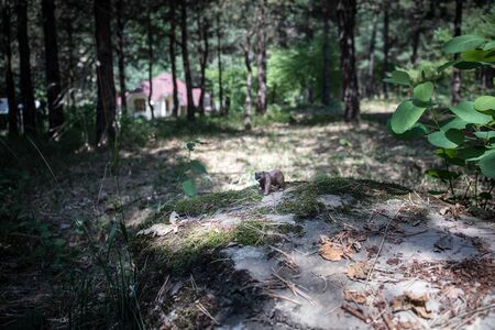 Brown bear walking in forest. Mini bear figure (or toy bear) at the park. Selective focusの写真素材