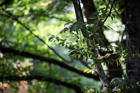 Leaves twigs green and yellow color beautiful background. Summer forest. Nature of Azerbaijan close...