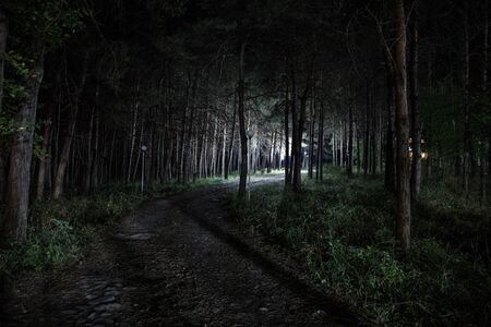 magical lights sparkling in mysterious forest at night. Pine forest with strange light. Long...