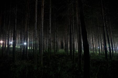 magical lights sparkling in mysterious forest at night. Pine forest with strange light. Long exposure shotの写真素材