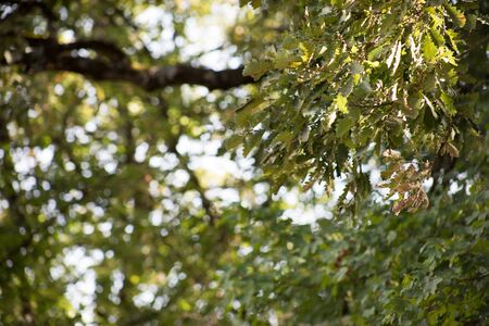 Leaves twigs green and yellow color beautiful background. Summer forest. Nature of Azerbaijan close...