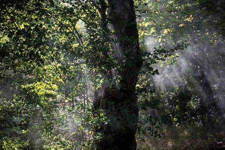 Leaves twigs green and yellow color beautiful background. Summer forest. Nature of Azerbaijan close up. Selective focusの写真素材