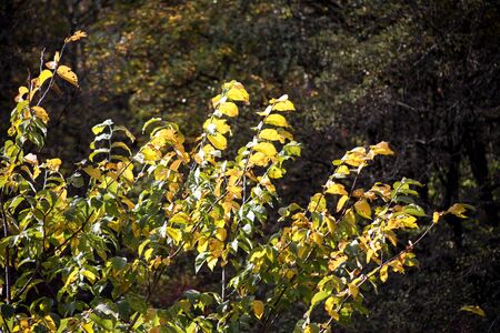 Majestic autumn trees glowing by sunlight. Red and yellow autumn leaves. Dramatic scene. Azerbaijan