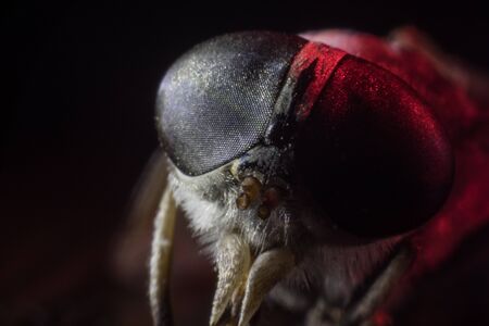 Horsefly or Gadfly or Horse Fly Diptera Insect Macro. Selective focus. Mixed lightの写真素材