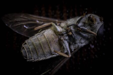 Horsefly or Gadfly or Horse Fly Diptera Insect Macro. Selective focus. Mixed lightの写真素材