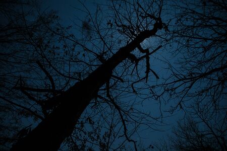 Super moon behind tree silhouette in the winter forest at night. Beautiful night landscape of...