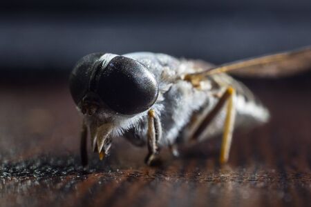 Horsefly or Gadfly or Horse Fly Diptera Insect Macro. Selective focus. Mixed lightの写真素材