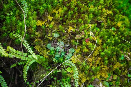 Close-up of freshness green moss growing covered on stone floor with water drops in the sunlight,...