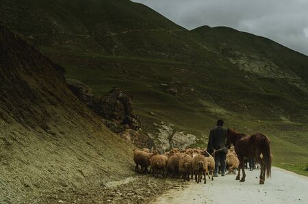 shepherd drives on the mountain route an attara of sheep, the desert mountain area