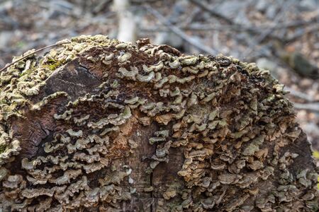 Mushrooms growing on bark in a forest. Lots of small mushrooms on a tree bark and with green moss...