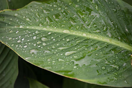 Bright, green leaf with big drops of water. Dew on a leaf in the morning. Natural, large, round...