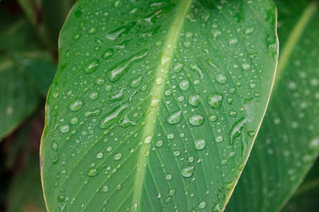 Bright, green leaf with big drops of water. Dew on a leaf in the morning. Natural, large, round...