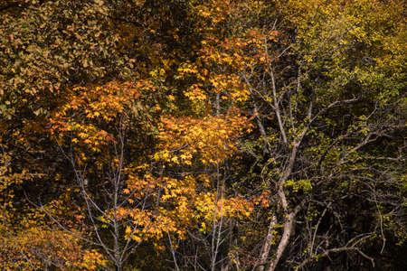 Amazing view with colorful autumn forest. Beautiful trees in fall season. Azerbaijan Nature