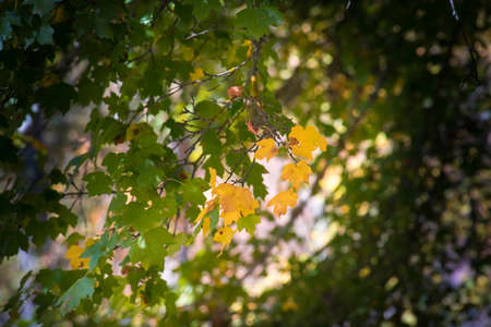 Amazing view with colorful autumn forest. Beautiful trees in fall season. Azerbaijan Nature