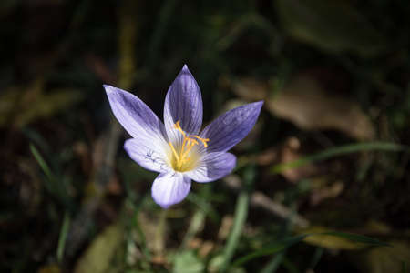 Purple and yellow greater pasque flower growing in grass, macro close upの写真素材